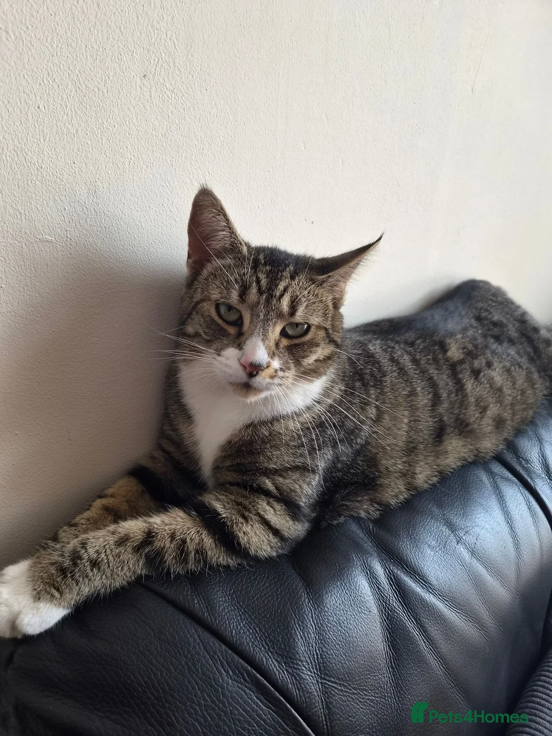 Mixed Breed cats for sale: Lovely Girl - Advert 2
