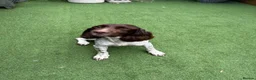 English Springer Spaniel dogs for sale: OUR GORGEOUS BOY DEXTER LOOKING FOR A SPECIAL HOME - Advert 2