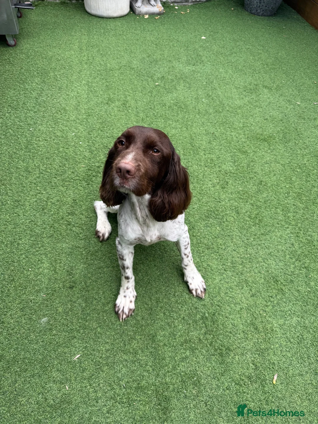English Springer Spaniel dogs for sale: OUR GORGEOUS BOY DEXTER LOOKING FOR A SPECIAL HOME - Advert 2