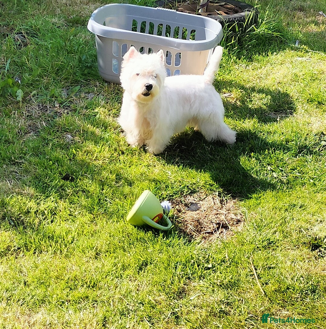 West Highland Terrier dogs for stud: * stud only* KC Stunning west highland terrier in Swansea - Advert 9
