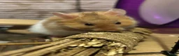 Hamster rodents for sale: Male Syrian long hair  in Hayle - Advert 4