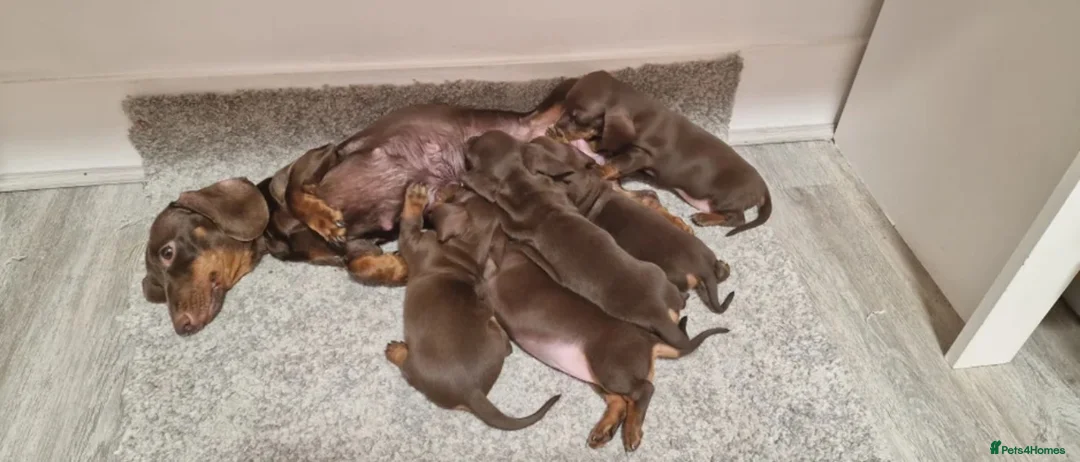 Miniature Dachshund dogs for sale: Minature dashund puppy - Advert 5