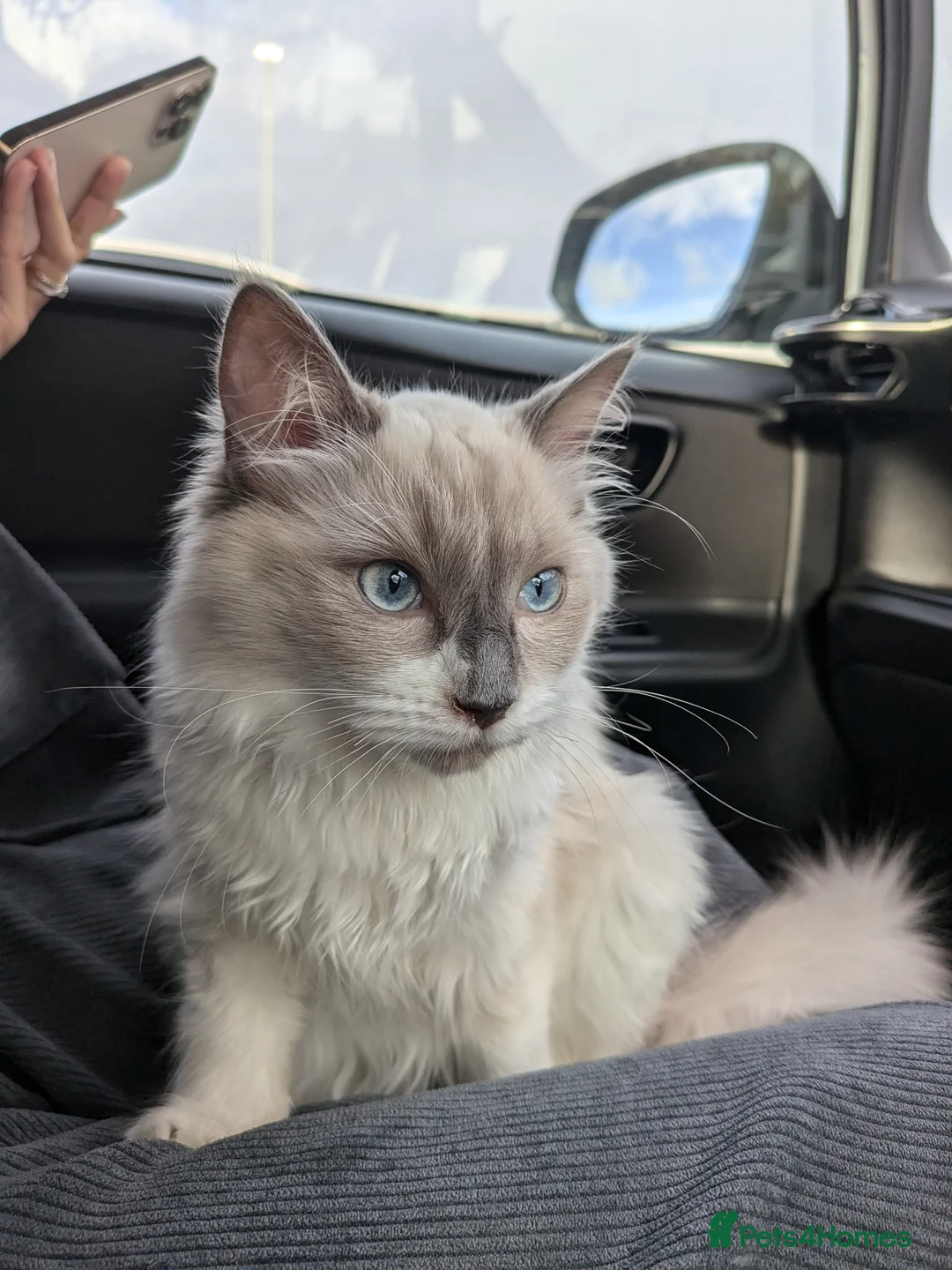 Ragdoll cats for sale: Gorgeous Ragdoll and BSH - Advert 9