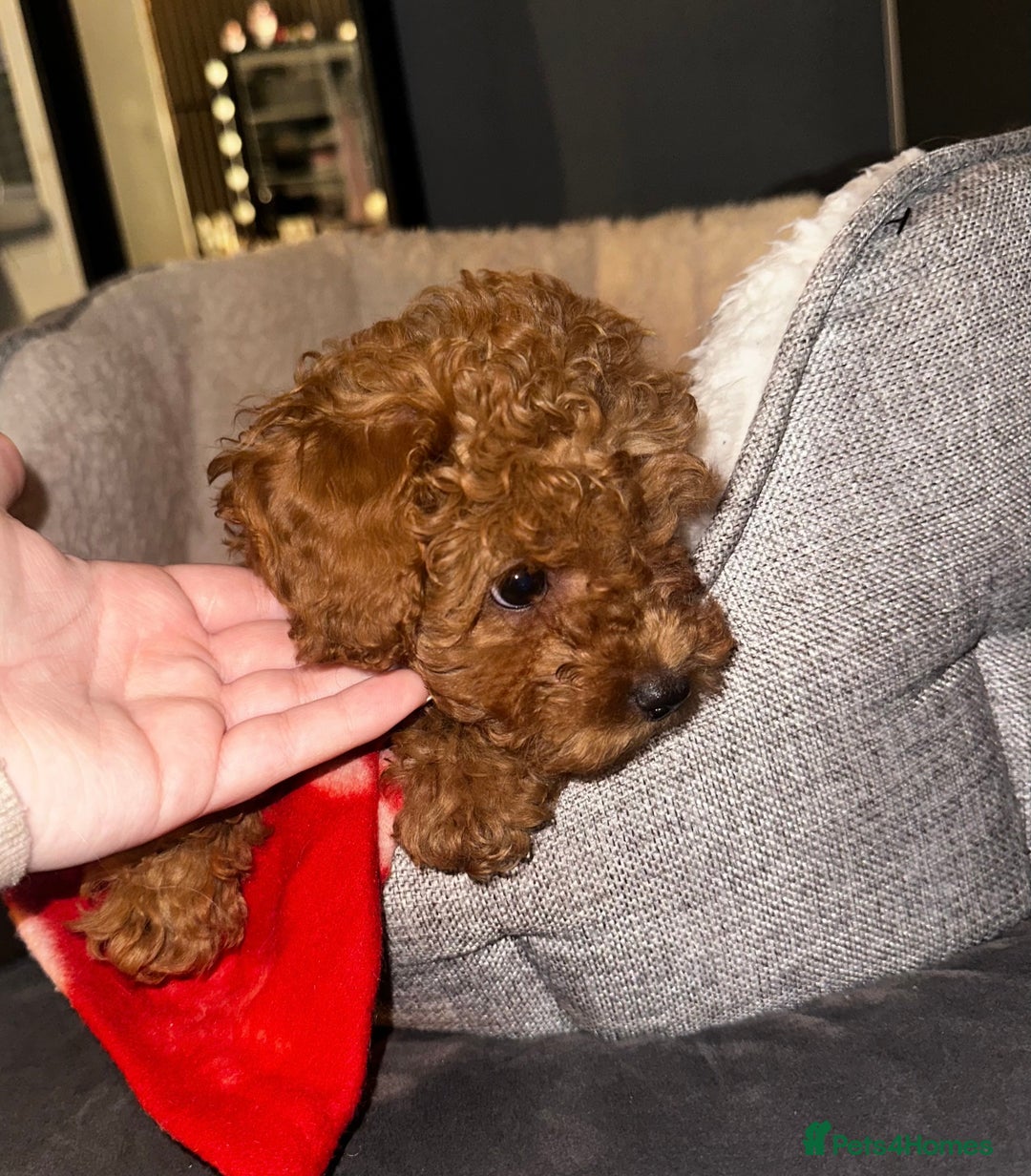 Toy Poodle dogs for sale: ❤️ Tiny Fluffy Red Toy Poodle ❤️ - Advert 6