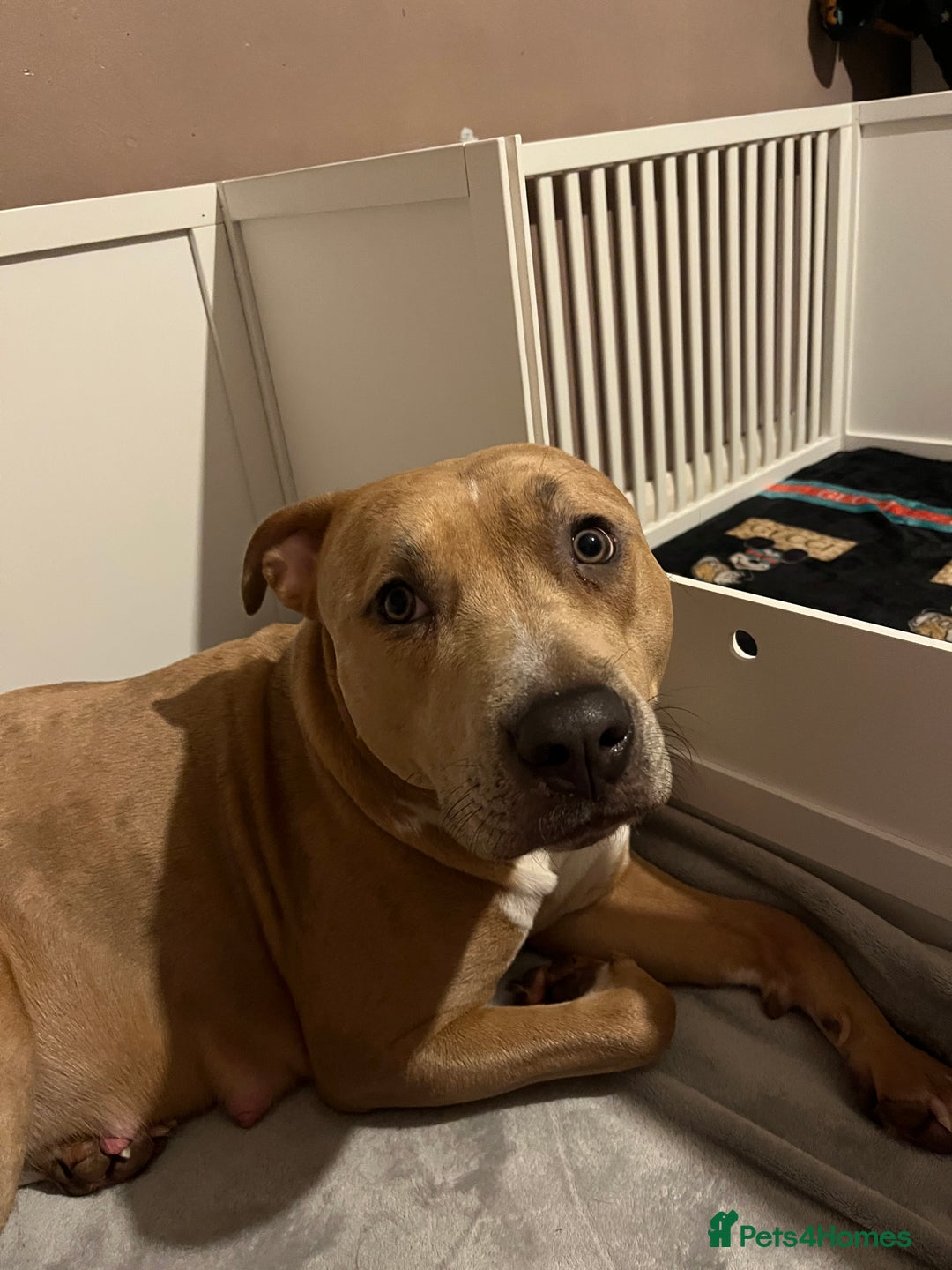 Mixed Breed dogs for sale: Beautiful staffypoos on the way!! - Advert 3