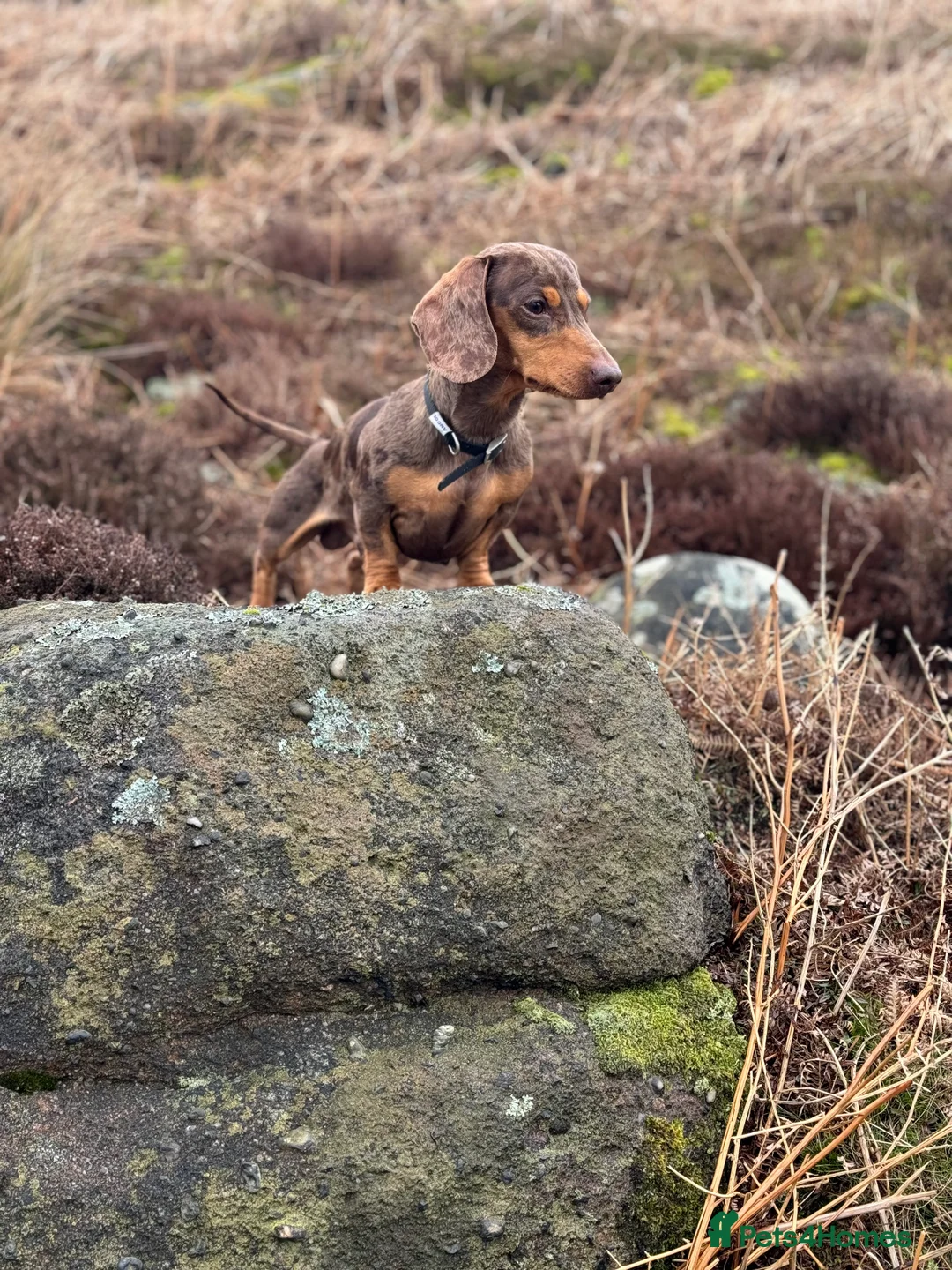 Miniature Dachshund dogs for stud: Miniature Dachshund for stud  in Keighley - Advert 5
