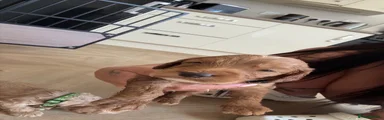 Cockapoo 3