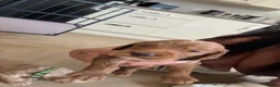 Cockapoo dogs for sale: Champagne Cockapoos  - Advert 7