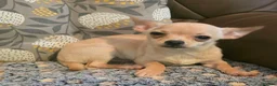 Chihuahua dogs for sale: Gorgeous Kc reg chihuahuas in Blackpool - Advert 4