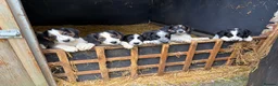 Border Collie dogs for sale: Beautiful Border Collie Pups - Advert 5