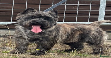 Cairn Terrier dogs in Ripley - Advert 5