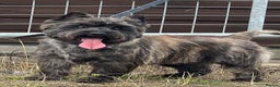 Cairn Terrier dogs for stud: Quality Health Tested & proven stud - Advert 3