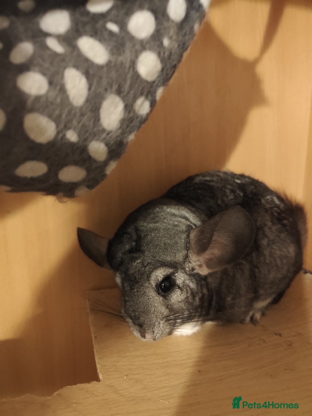 Chinchilla rodents for sale: 3chinchila - Image 3