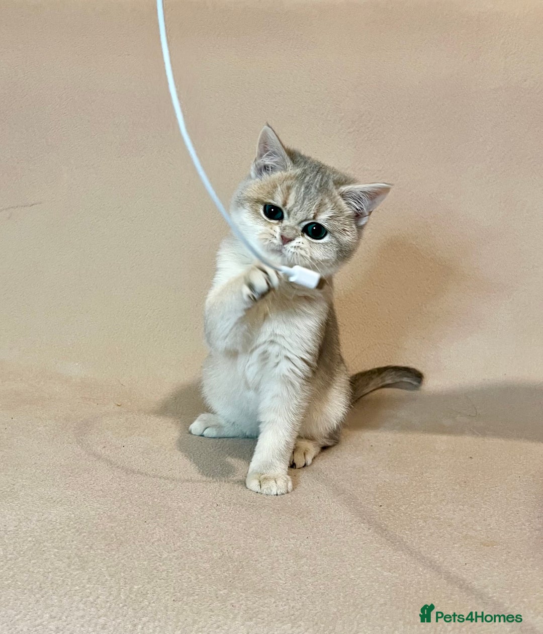 British Shorthair cats for sale: 🐾 Pure BSH Kittens 🐾  - Advert 16