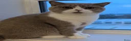 British Shorthair cats for sale: Sweet Male Cat + Automatic Feeders - Advert 2