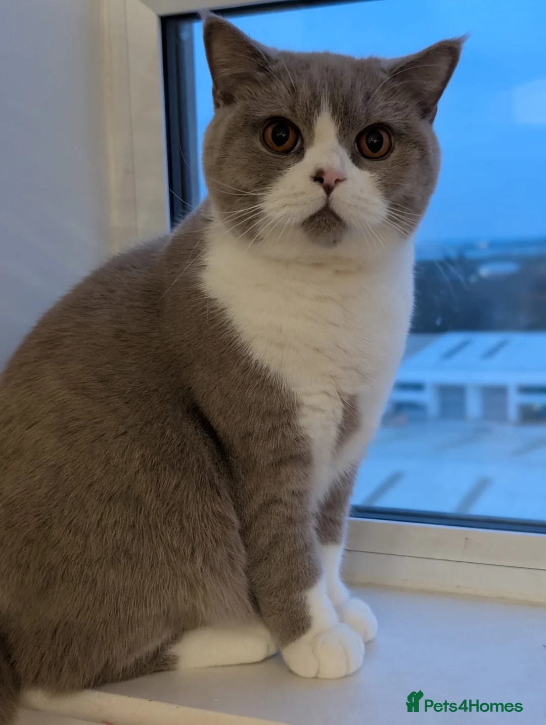 British Shorthair cats for sale: Sweet Male Cat + Automatic Feeders - Advert 2