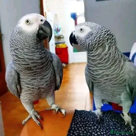 Parrots birds Timneh African Grey Parrots for sale - Advert 1