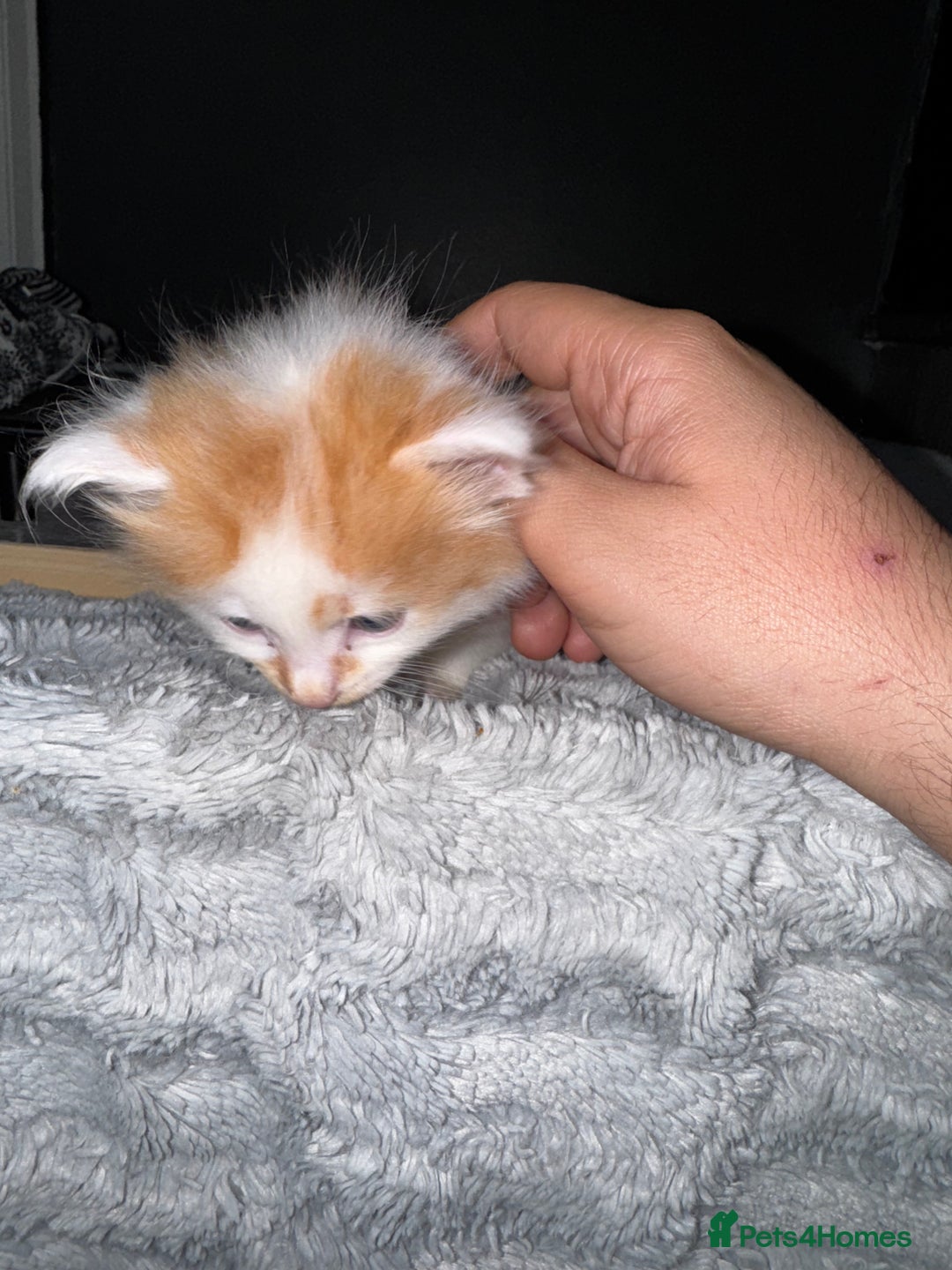 Mixed Breed cats for sale: 7 Mixed Kittens - Ginger, Tabby, Calico, White - Advert 22