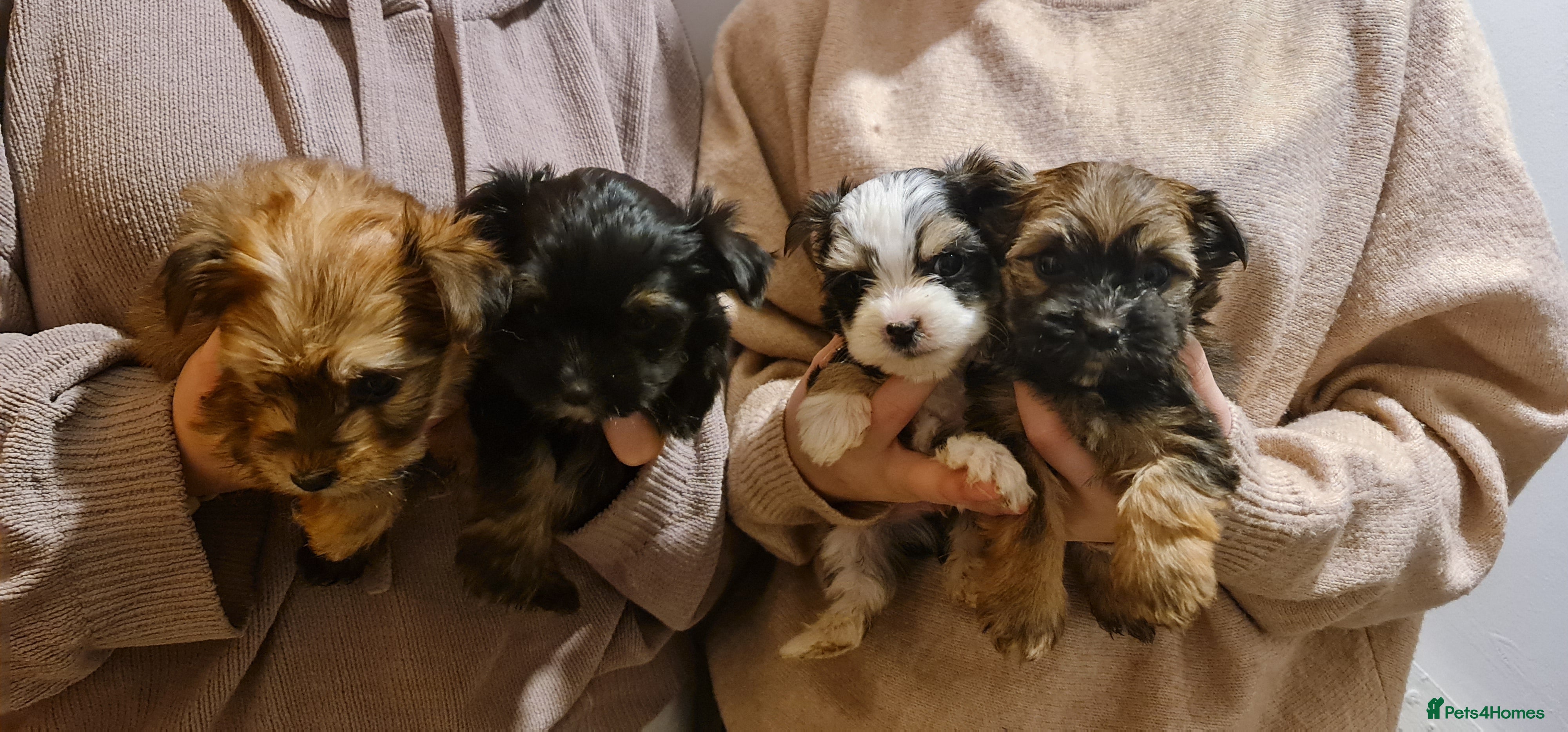 Chorkie dogs Outstanding Chihuahua x Yorkshire Terrier puppies  - Advert 6