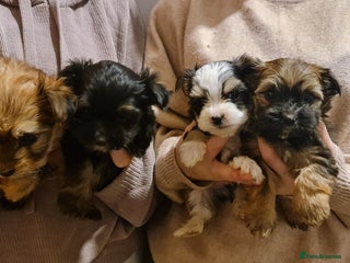 Chorkie dogs Outstanding Chihuahua x Yorkshire Terrier puppies - Advert 6