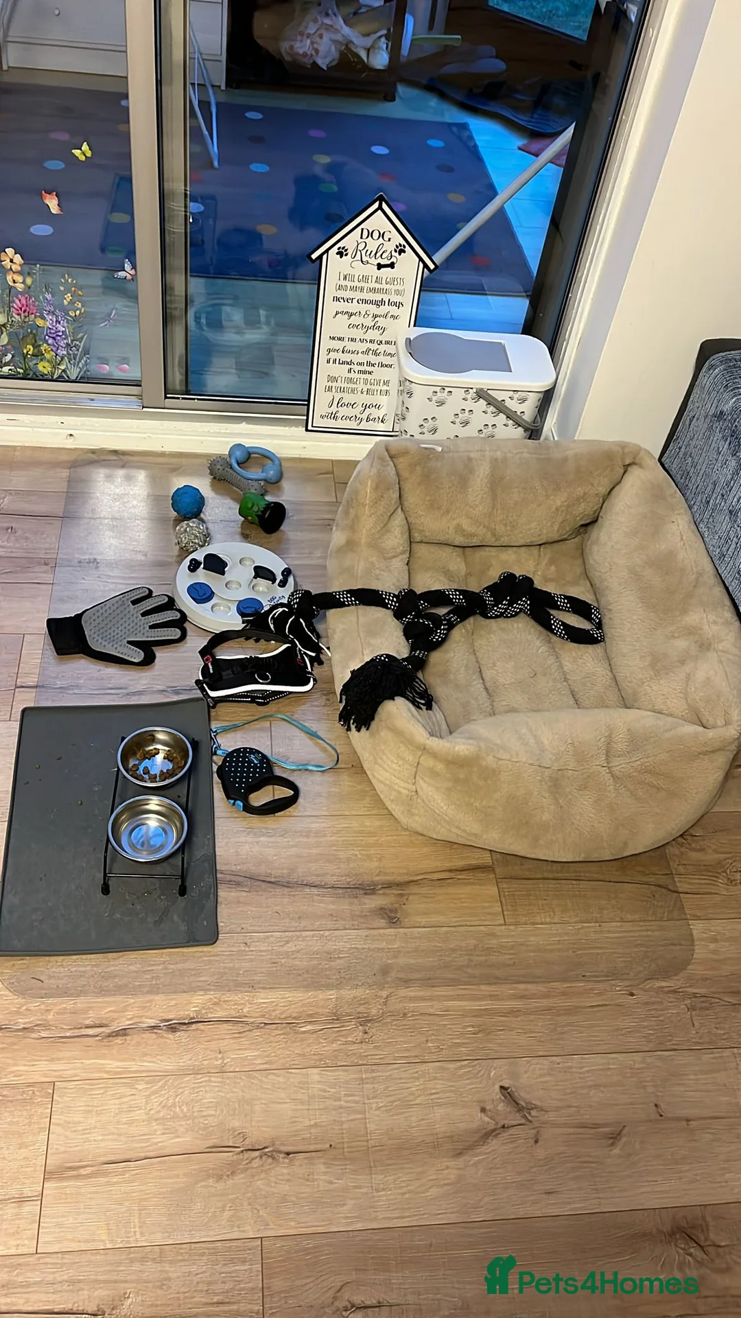 Cockapoo dogs for sale: Gorgeous Cappuccino Curly Cockapoo in Milton Keynes - Advert 12