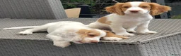 Cocker Spaniel dogs for sale: Red and Lemon & White Working Cocker Spaniels - Advert 1