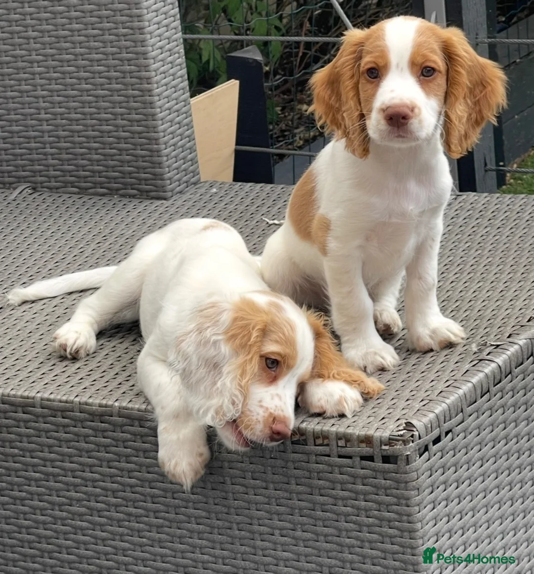 Cocker Spaniel dogs for sale: Red and Lemon & White Working Cocker Spaniels - Advert 1