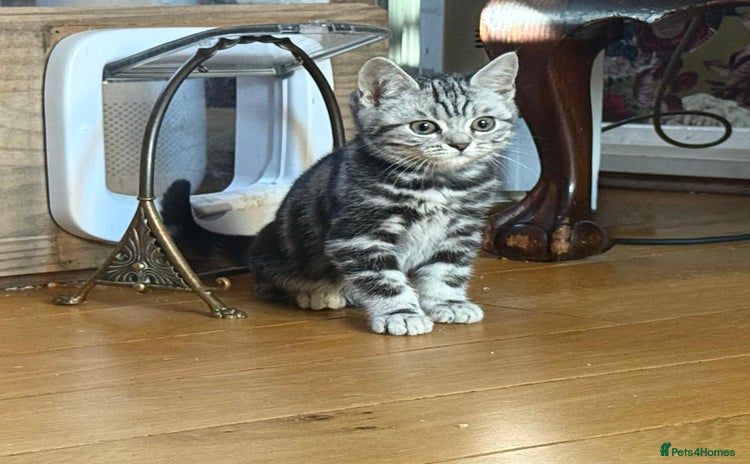 British Shorthair cats Stunning Female British Shorthair Tabby - Advert 13