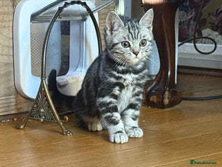 British Shorthair cats Stunning Female British Shorthair Tabby - Advert 16