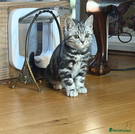 British Shorthair cats Stunning Female British Shorthair Tabby - Advert 1