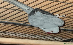 Ringnecks birds for sale: Indian Ringneck pairs Yellow £600 & Blue Grey £500 in Morden - Image 5