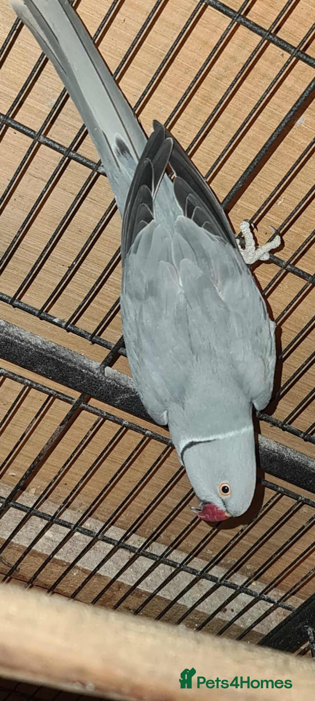 Ringnecks birds for sale: Indian Ringneck pairs Yellow £600 & Blue Grey £500 in Morden - Image 5