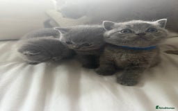 British Shorthair cats for sale: 3 chunky beautiful British shorthair  - Image 3