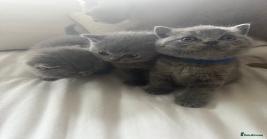British Shorthair cats - Advert 10