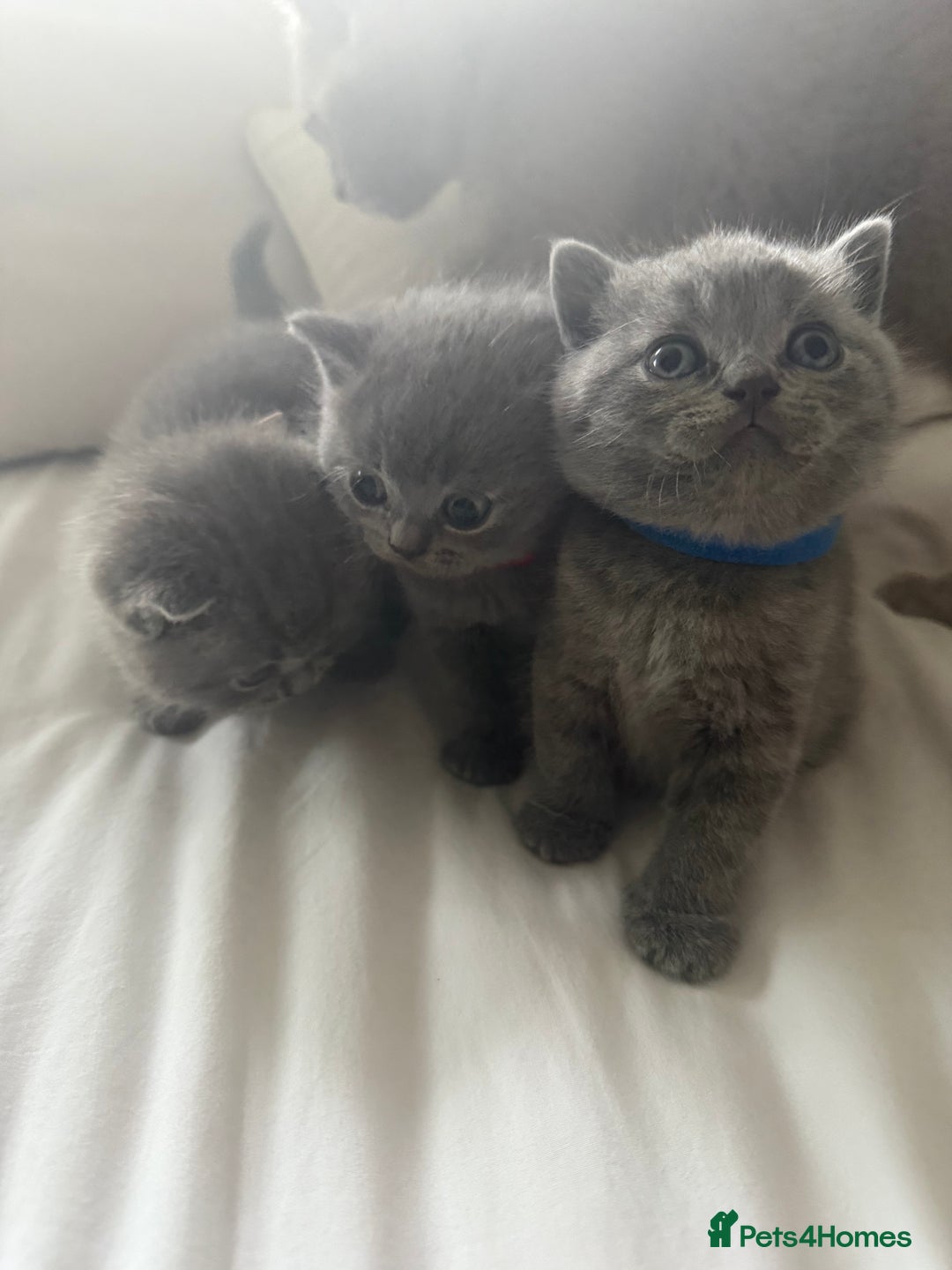 British Shorthair cats for sale: 3 chunky beautiful British shorthair  - Image 3