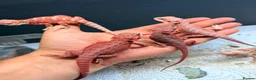 Bearded Dragon reptiles for sale: Stunning Baby Bearded Dragon is ready to go! - Advert 6
