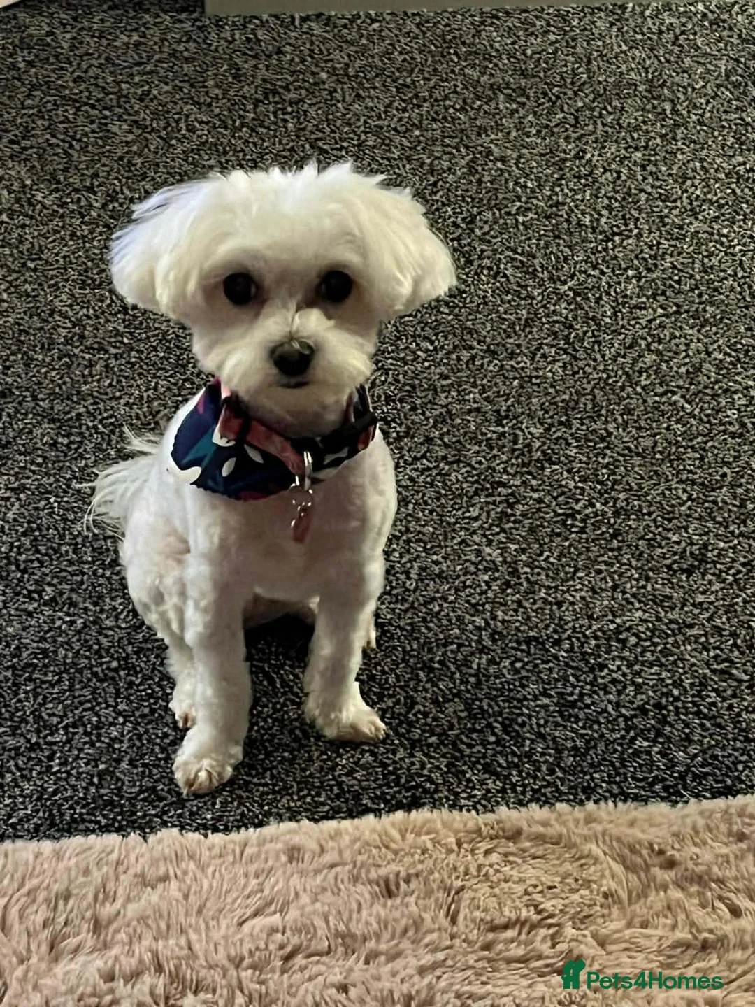 Maltipoo dogs for adoption: Holly Ivy - In Ayr Looking for a home  - Advert 4