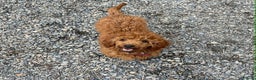 Poochon dogs for sale: Fox Red poochon puppys  - Advert 6