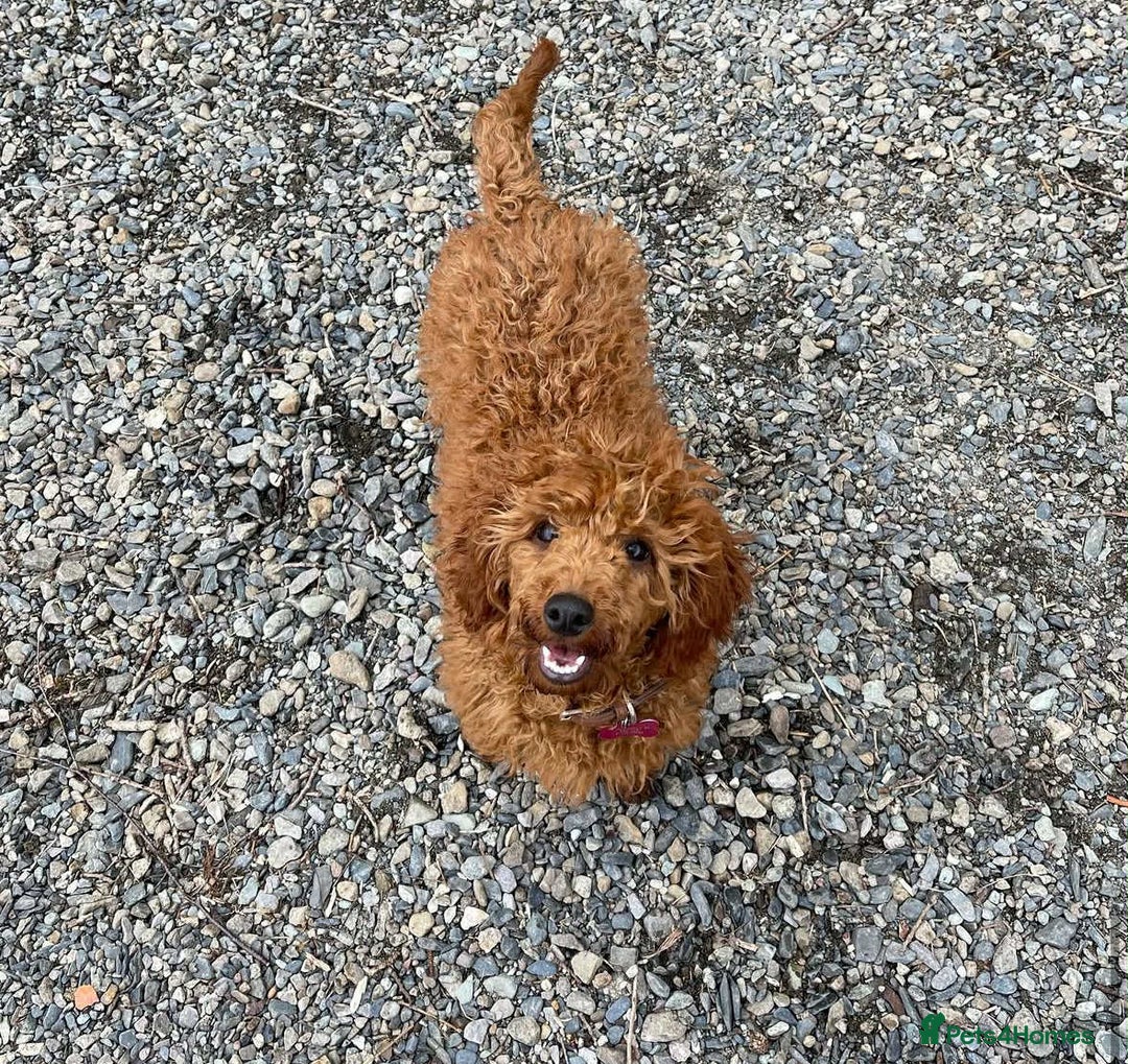 Poochon dogs for sale: Fox Red poochon puppys  - Advert 6