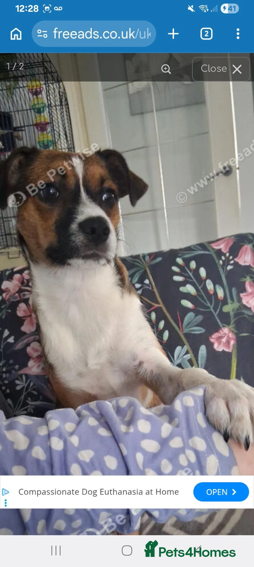 Jug dogs for sale: Beautiful little girl needs her forever home  in Chippenham - Advert 6