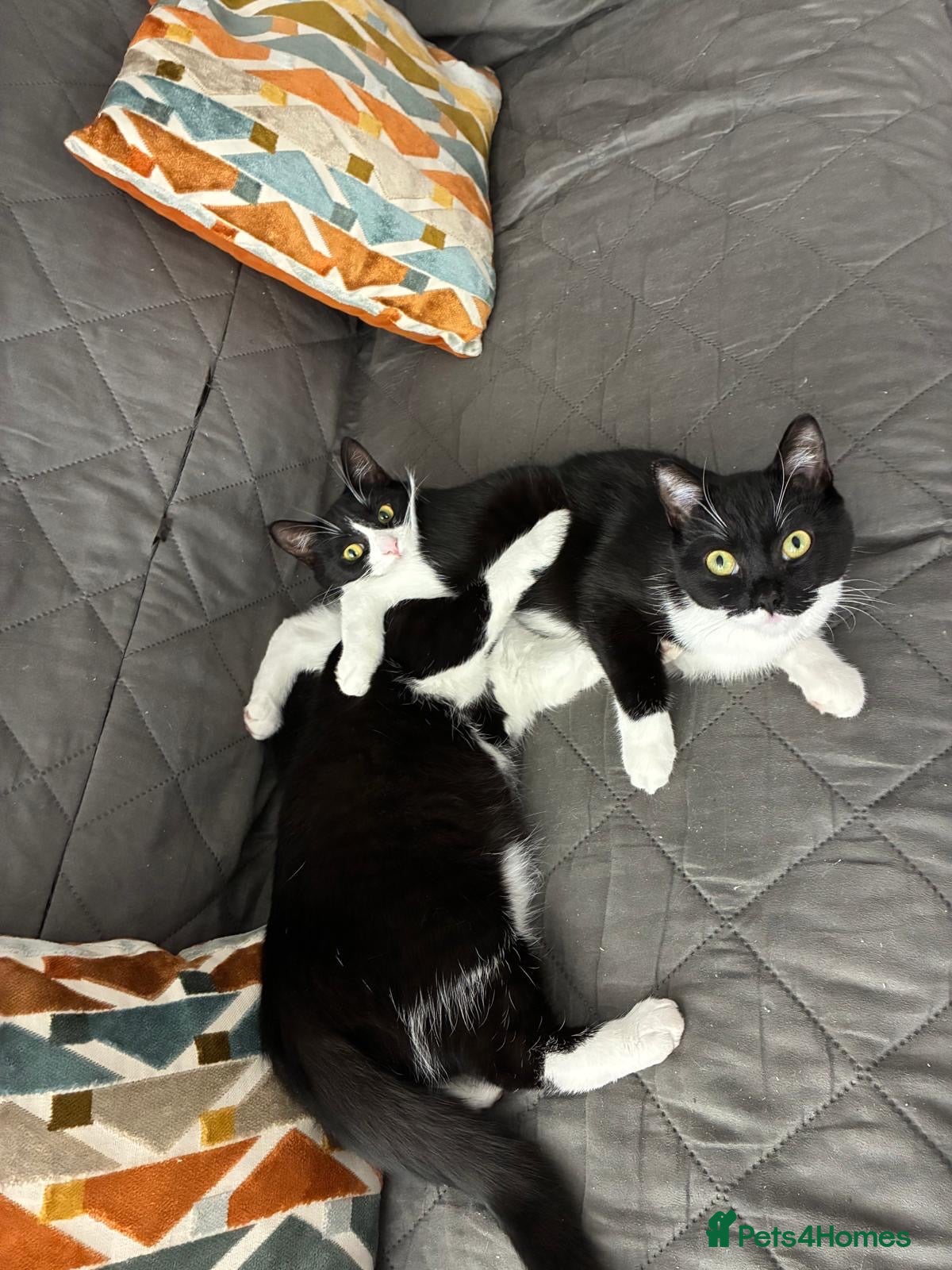 Mixed Breed cats Cherry and valentine  - Advert 2