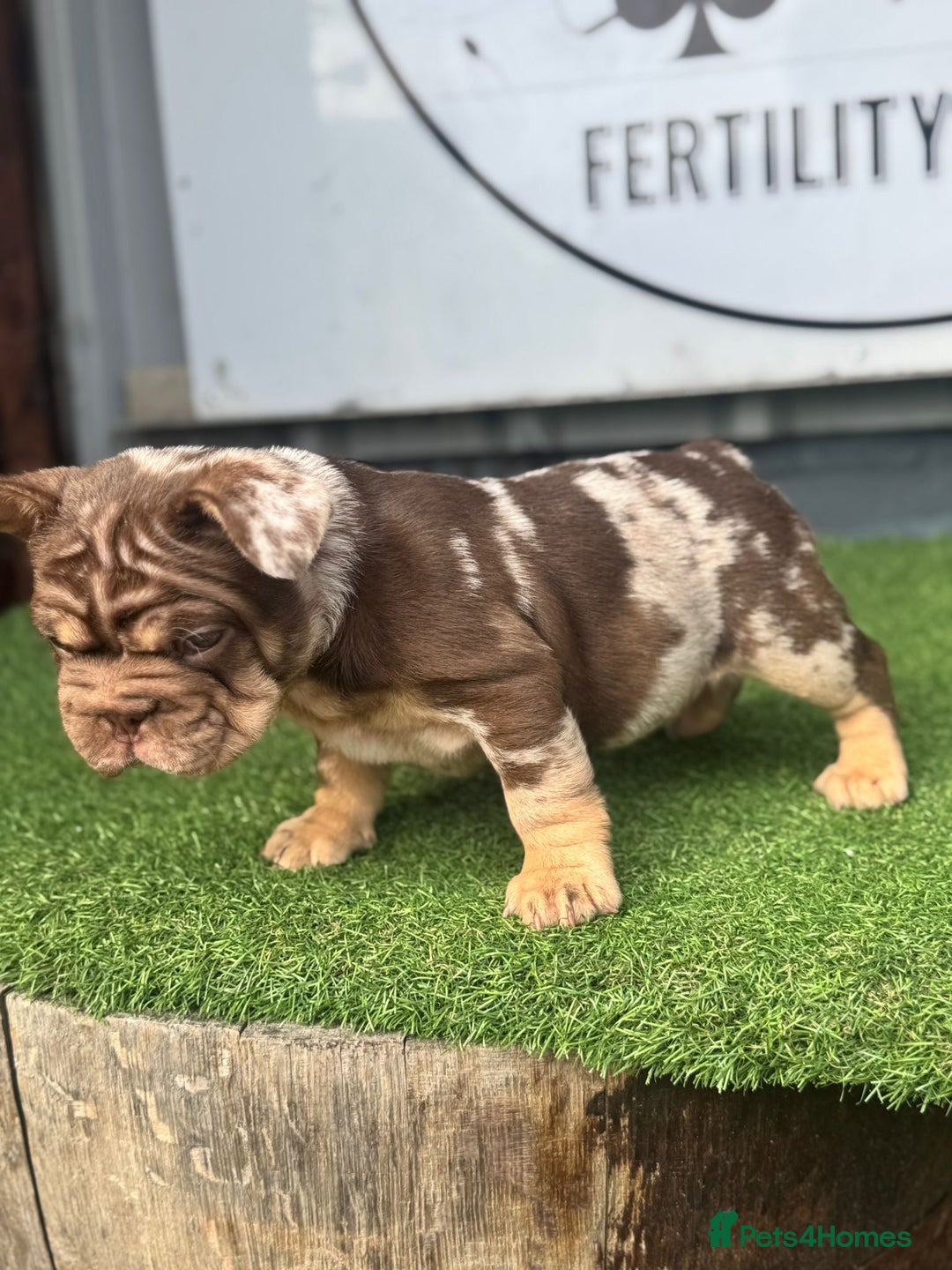 French Bulldog dogs for sale: Beautiful boys excellent quality - Image 10