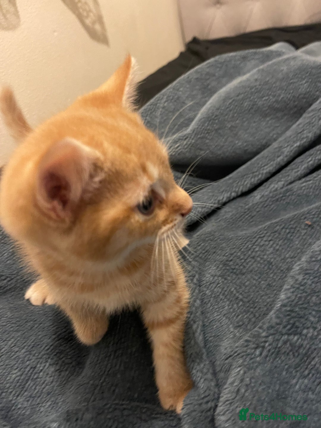 British Shorthair cats for sale: Ginger kitten  - Image 4