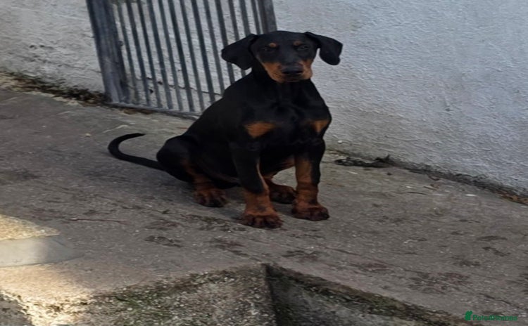 Dobermann dogs - Advert 13