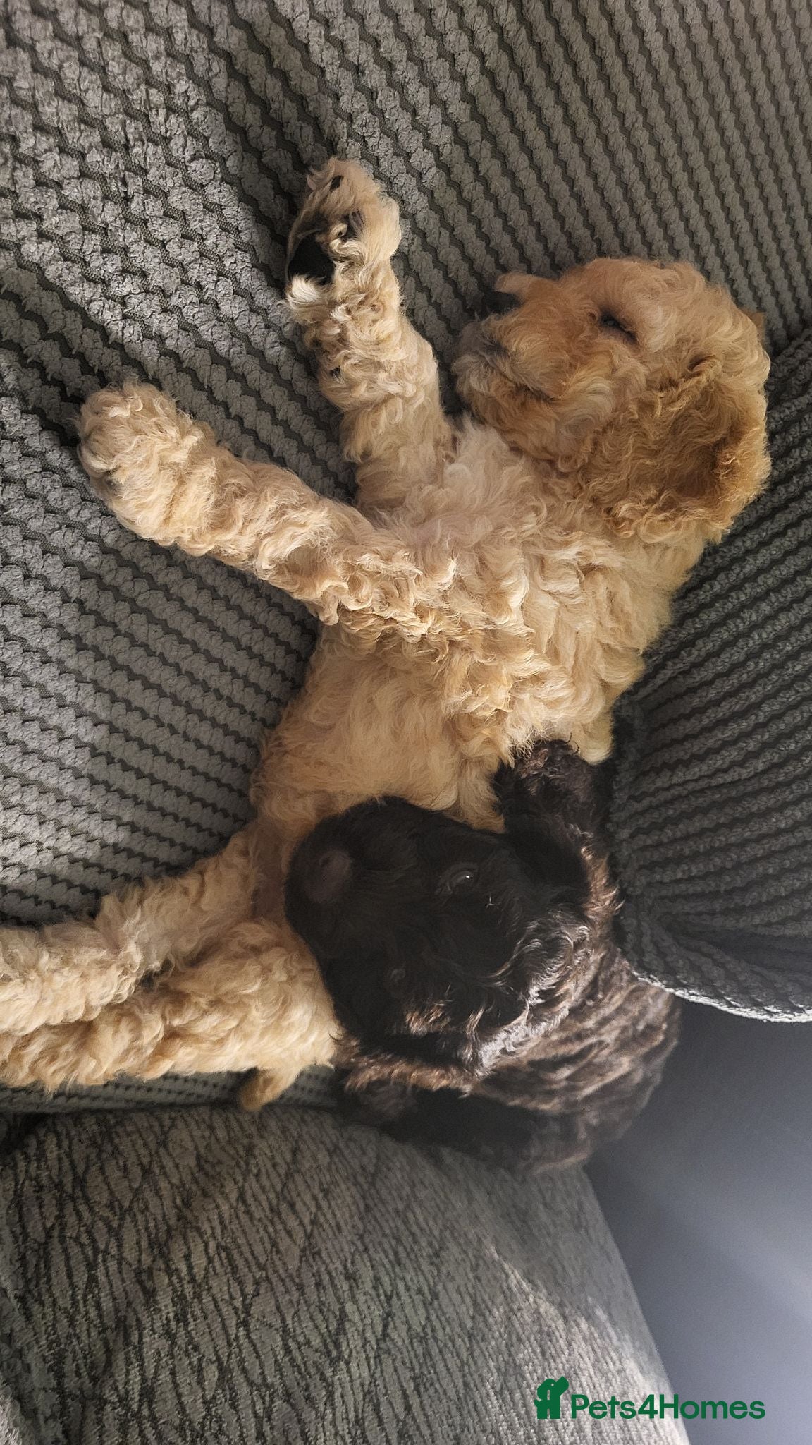 Cockapoo dogs Cockapoo puppies - Advert 2