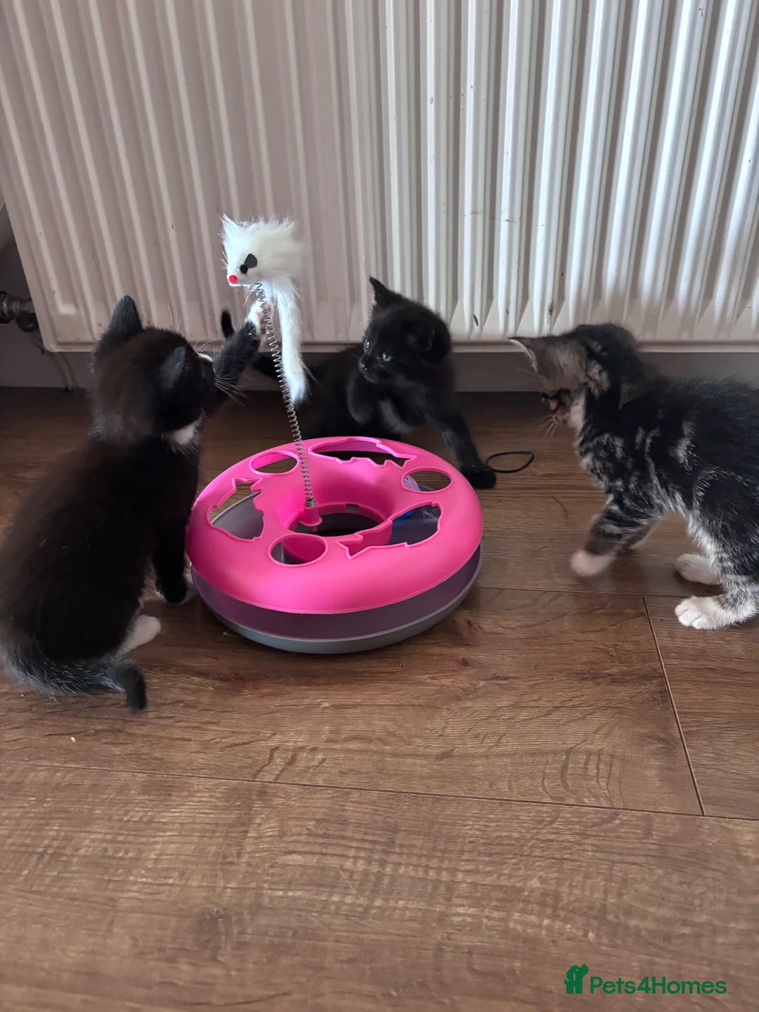 Mixed Breed cats for sale: 3 beautiful kittens ready next Friday  - Advert 2