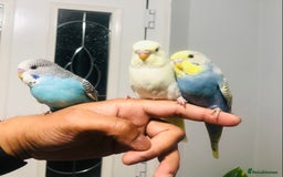 Budgerigars birds for sale: Beautiful baby budgies for sale. - Image 1