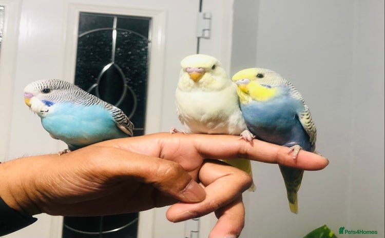 Budgerigars birds - Advert 1