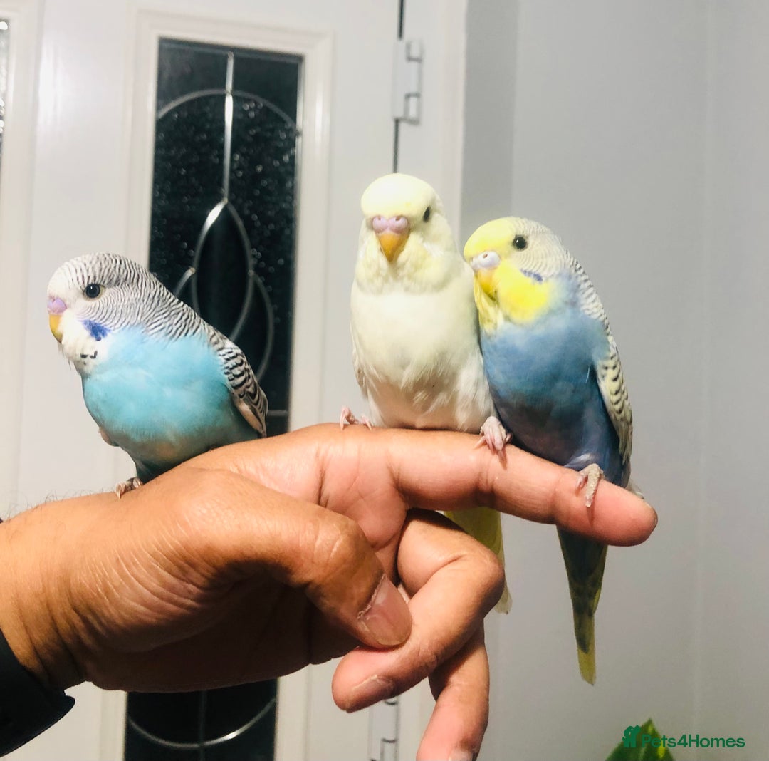 Budgerigars birds for sale: Beautiful baby budgies for sale. - Image 1