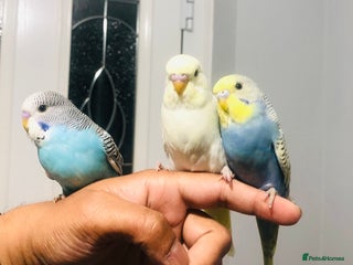 Budgerigars birds - Advert 6